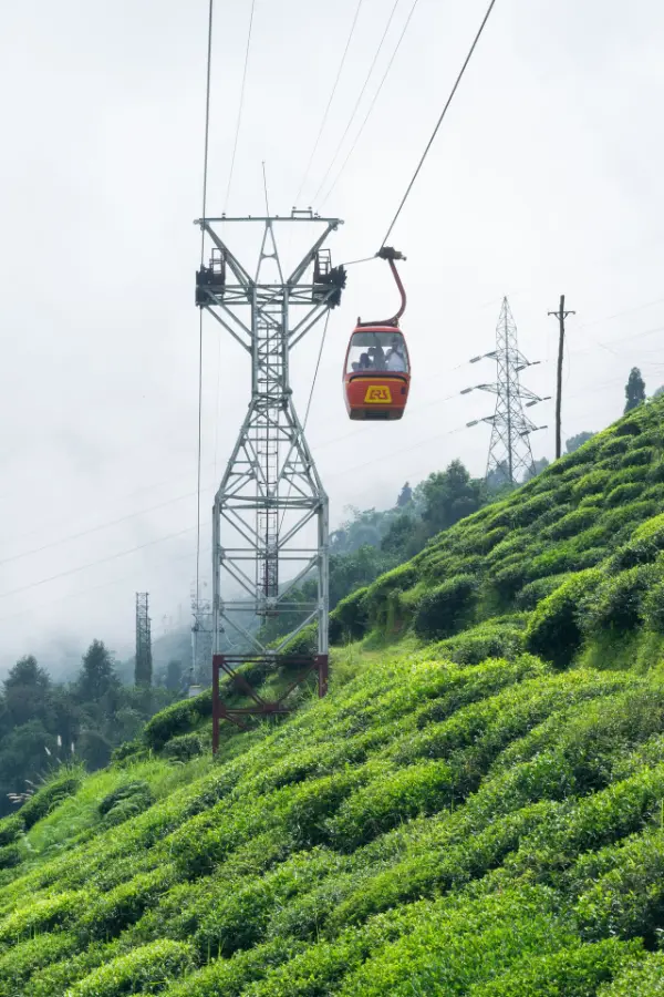 Aerial view of a cable car passing over lush tea gardens in Darjeeling India