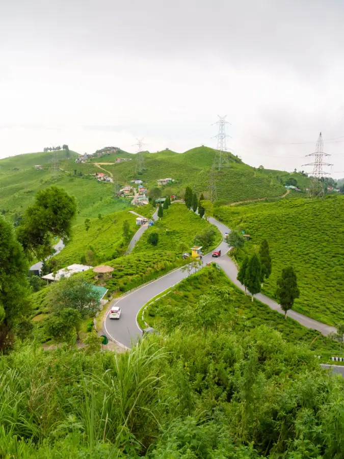 Explore the lush green tea plantations and winding roads Darjeeling