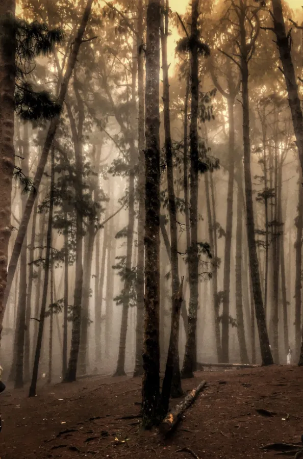 Serene foggy forest scene captured in Kodaikanal India